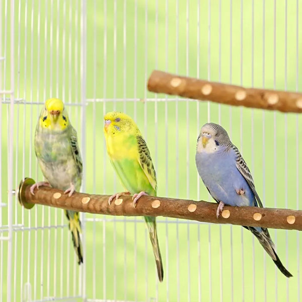 Natural Wood Bird Perch Stand - Branch Grinding Rod for Budgies and Cockatiels