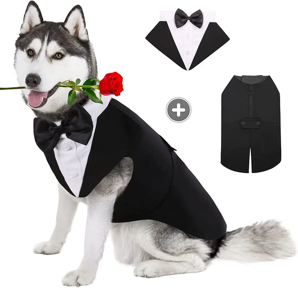Formal Dog Xedo